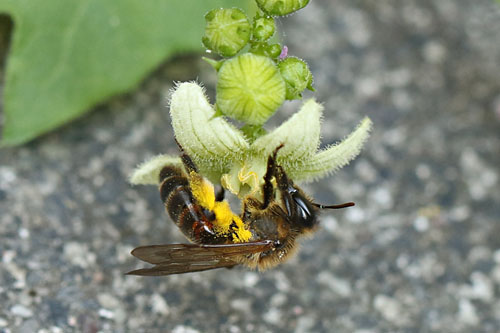 Andrena florea