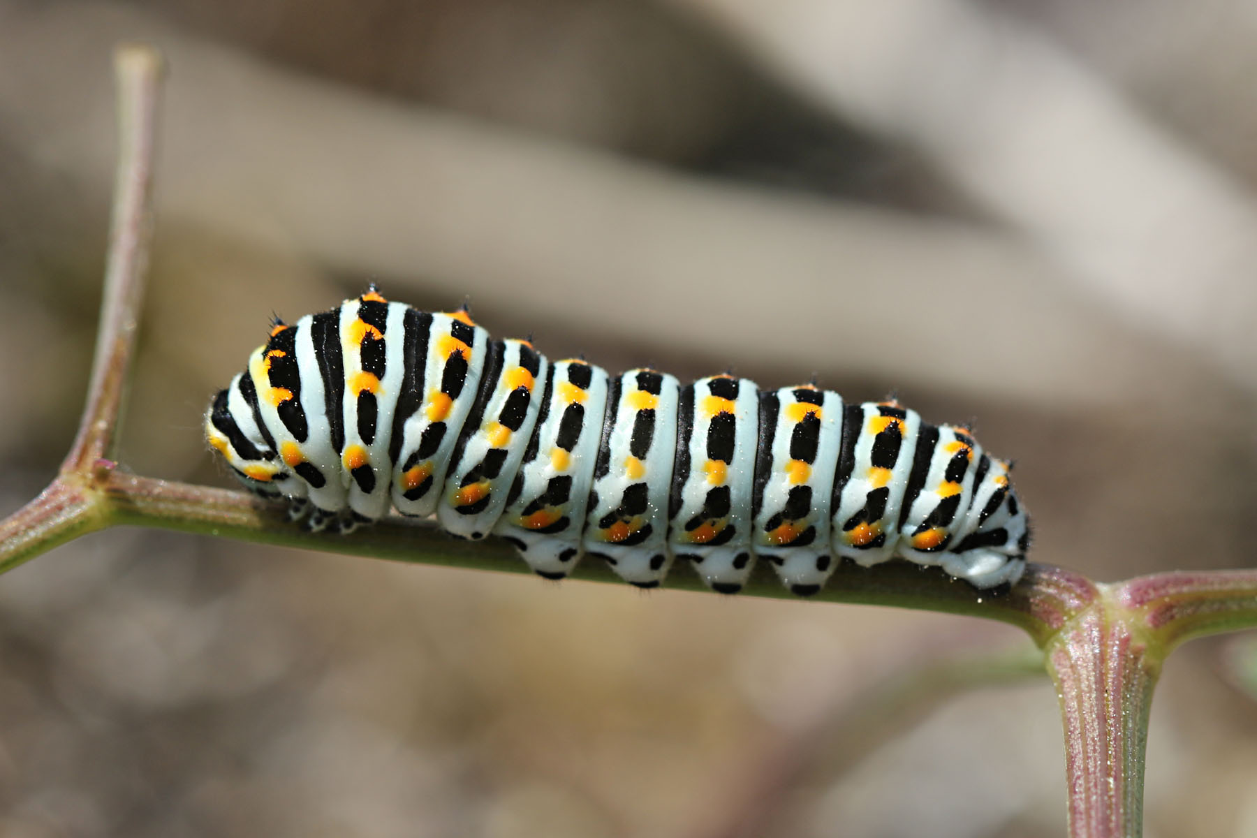 Papilio Raupe